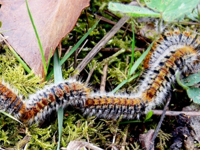 Chenilles processionnaires du chêne et du pin : soyons vigilants !
