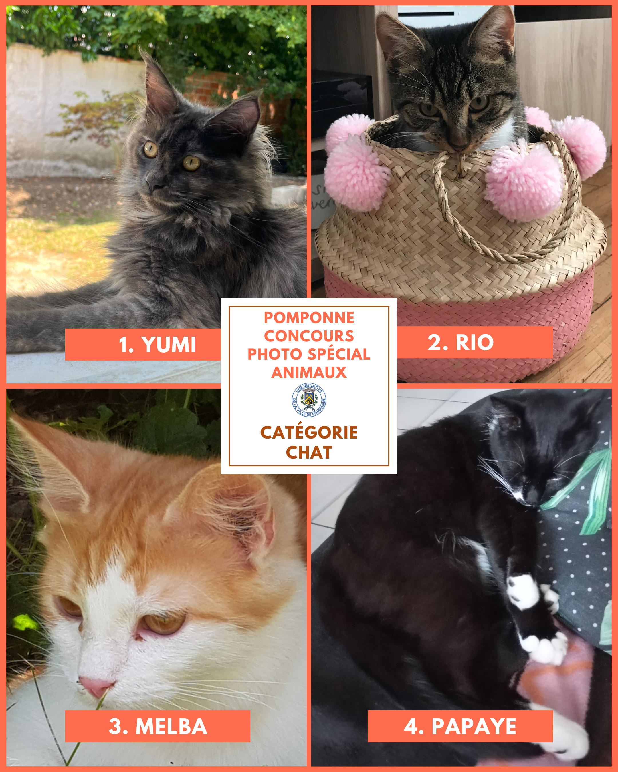 Planche chats 1
